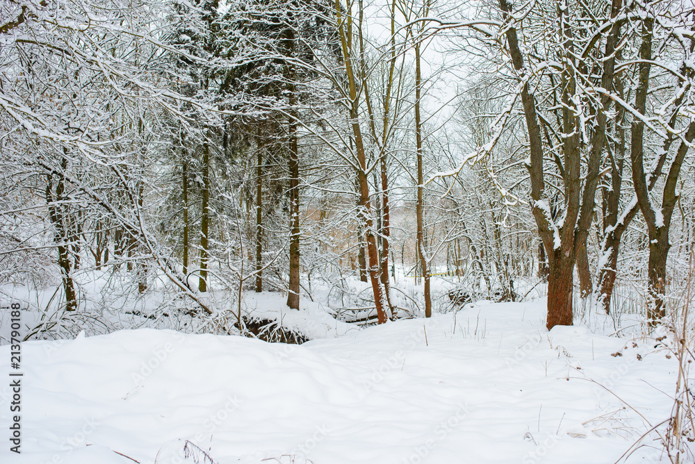 Sunset in the wood between the trees strains in winter period