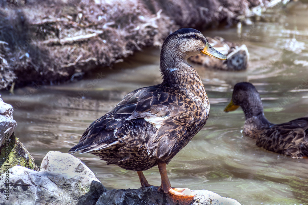 Mallard duck or Anas platyrhynchos standing on a stone near water and posing in nature. Wild bird concept. Close up, selective focus