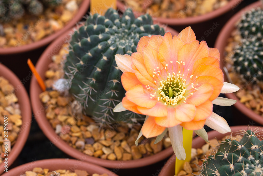 Cactus is the succulent plant with many different shapes, colors, variegated and beautiful flowers. Its native is in desert. People grow cactus for decorate in their garden, glasshouse or greenhouse.
