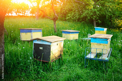 Polish landscape with beehives on ecological field
