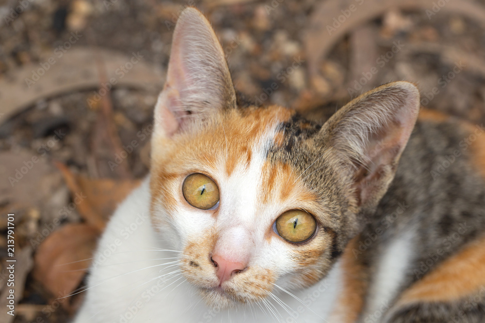 A three colour female cat with big yellow eyes is sitting on the ground. 