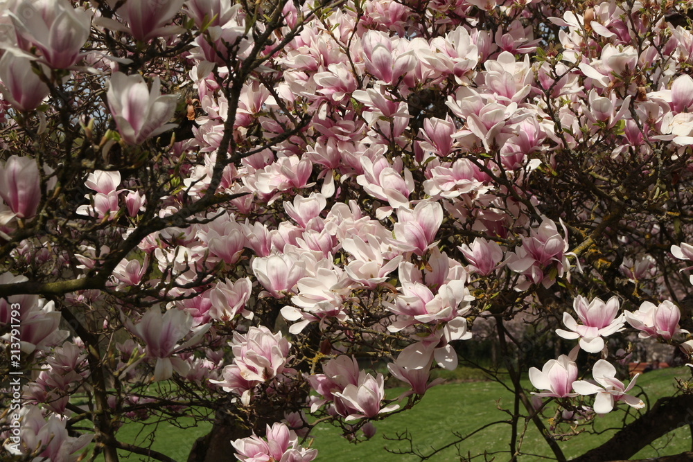 Fototapeta premium Magnolia Roseninsel Bad Kreuznach