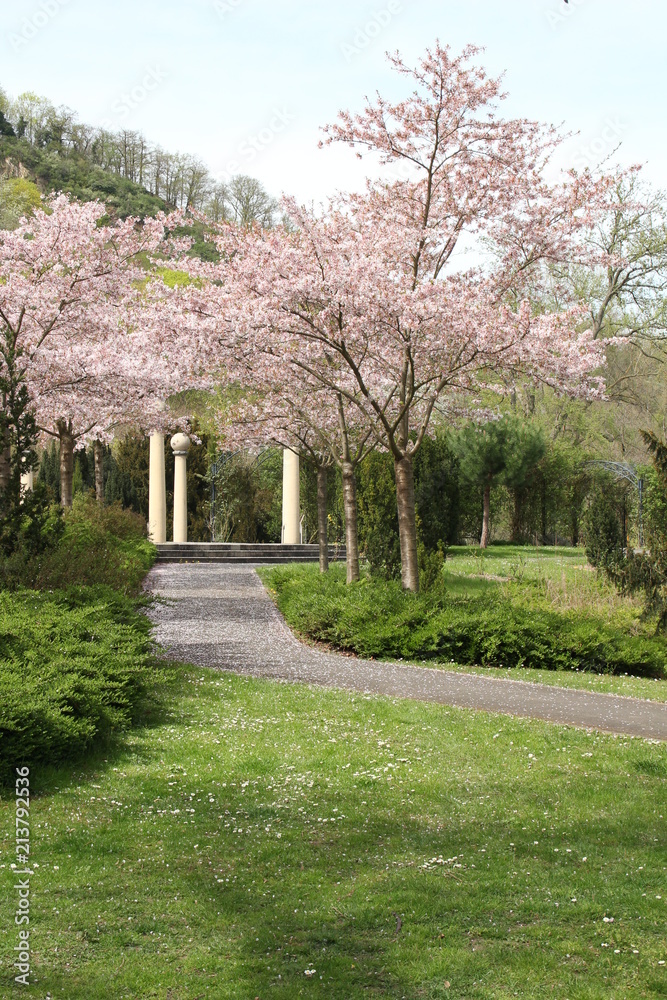 Kirschbluete Roseninsel Bad Kreuznach Kirschbluete Roseninsel Bad Kreuznach