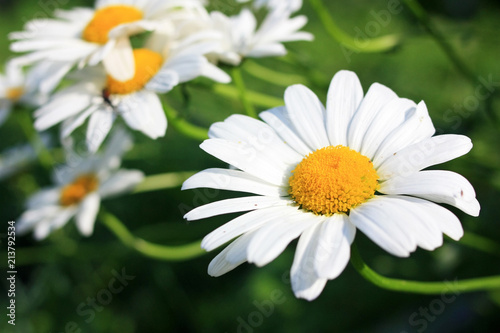 Chamomile in the garden