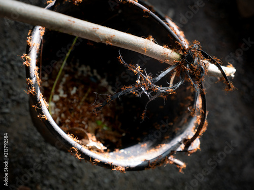 Tool to Hunt of Red Ants and Ant Eggs to Be Cooked photo