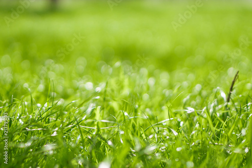 grass in blur closeup