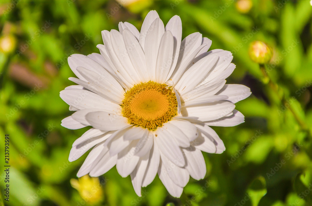 Fototapeta premium Charming daisies under the rays of the sun