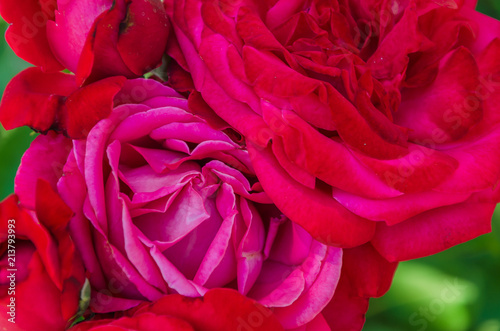 Flowers roses flowering in roses garden. © Valerii