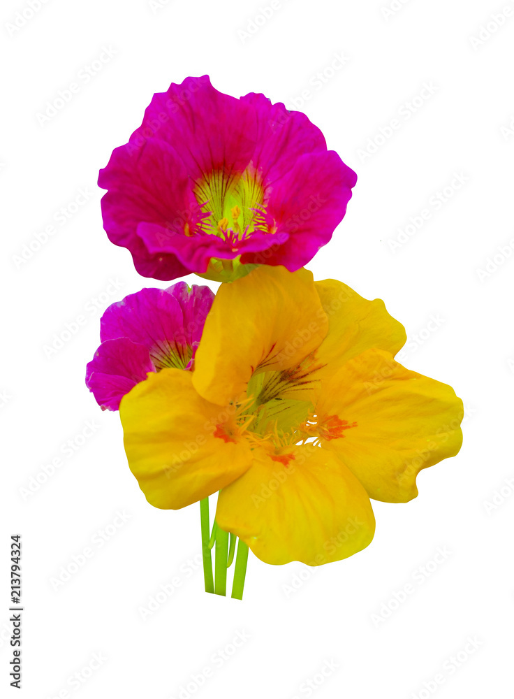 Fototapeta premium Nasturtium flowers isolated on white background