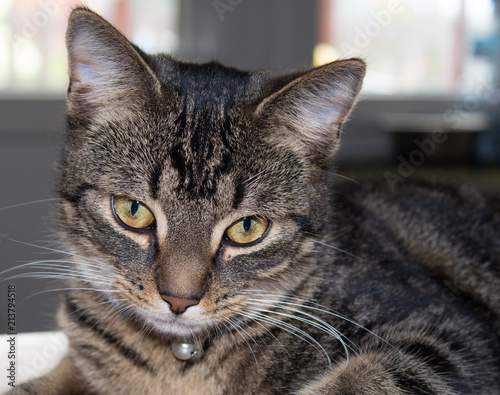 portrait of european type cat in belgium
