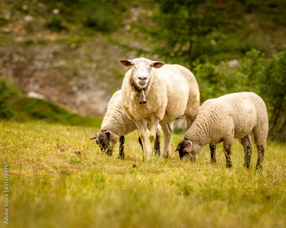 Obraz premium Switzerland Sheep on the mountains