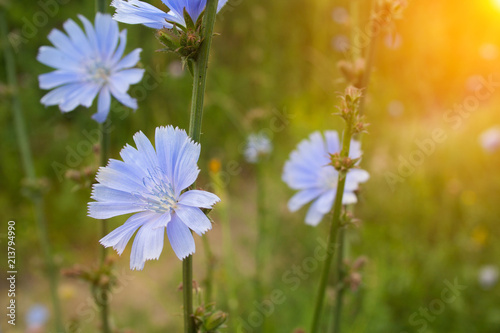 Close up chicory flowers