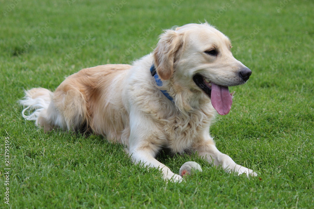 golden retrievers dog portrait in belgium