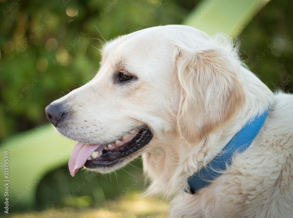 golden retrievers dog portrait in belgium golden retrievers dog portrait in belgium