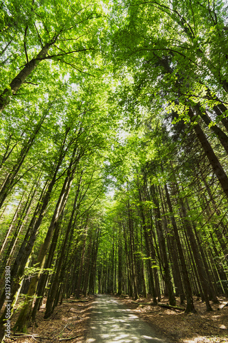 Beautiful green forest of fresh green deciduous trees.