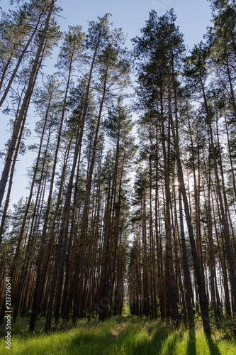 Fototapeta Naklejka Na Ścianę i Meble -  The sun's rays through the pine trees in the forest.