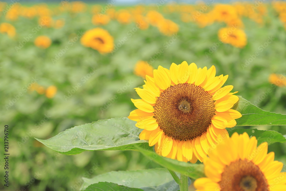 Obraz premium ひまわり 夏 花 風景