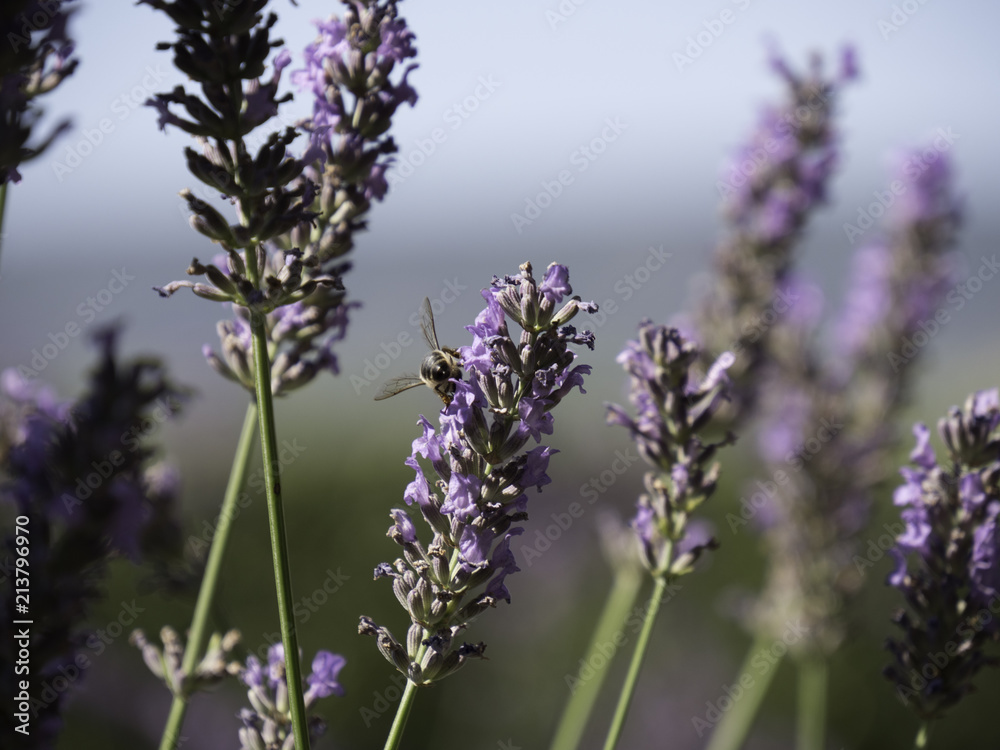 Honey bees feeding on lavender field in Provence, South of France