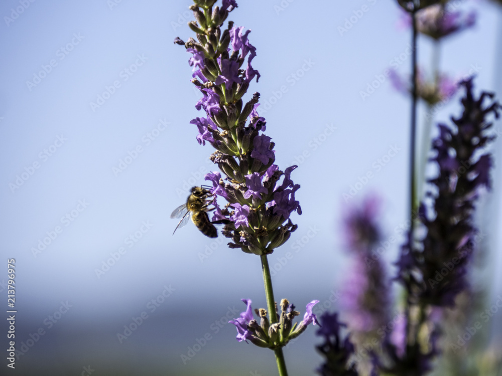 Honey bees feeding on lavender field in Provence, South of France