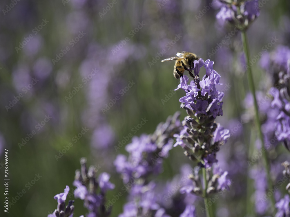 Honey bees feeding on lavender field in Provence, South of France