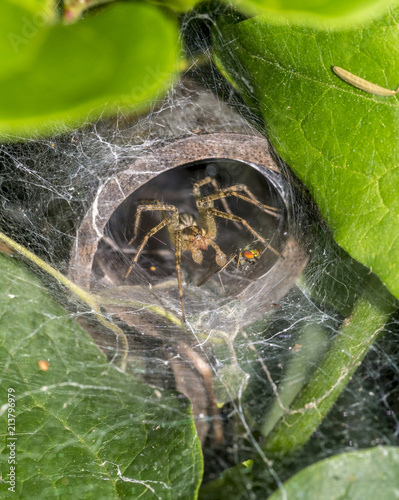 Tegenaria domestica, barn funnel weaver spider