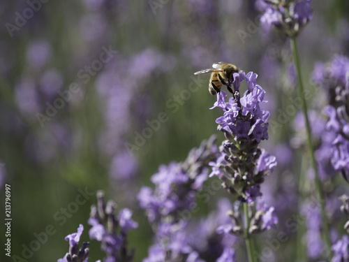 Obraz na płótnie Honey bees feeding on lavender field in Provence, South of France w salonie