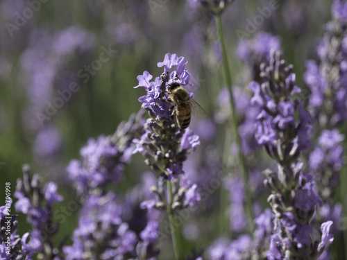 Obraz na płótnie Honey bees feeding on lavender field in Provence, South of France w salonie