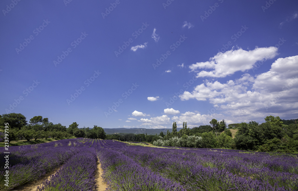 Panoramic landscape of full blooming of lavender field in Provence, South of France