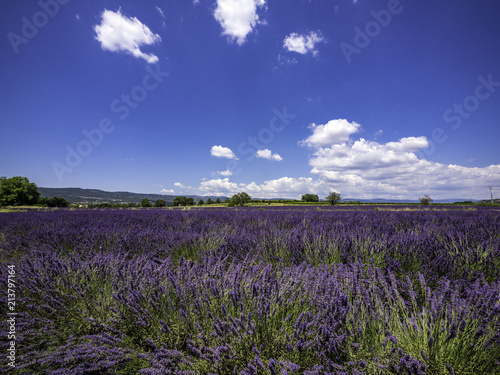 Panoramic landscape of full blooming of lavender field in Provence, South of France