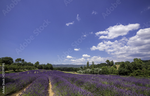 Obraz na płótnie Panoramic landscape of full blooming of lavender field in Provence, South of France w salonie