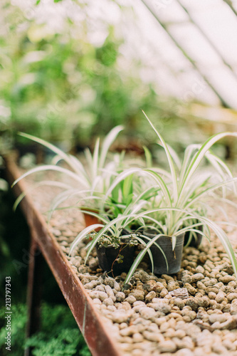 Lovely plants in pots in the botanic garden. photo