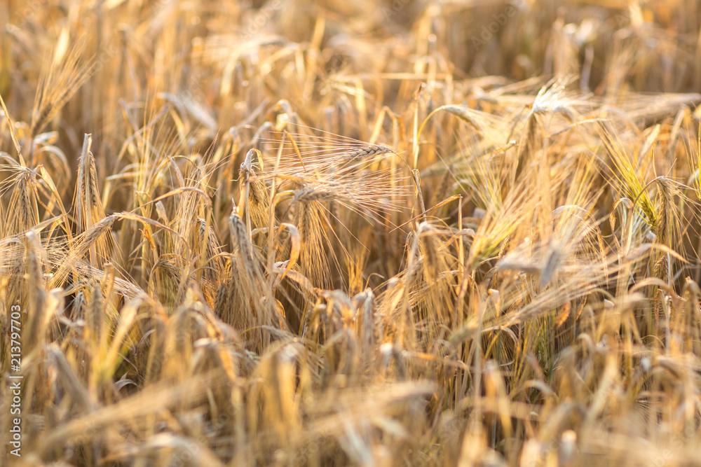 Fototapeta premium close-up of growing wheat on the field