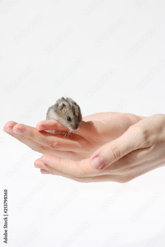hamster on hand isolated