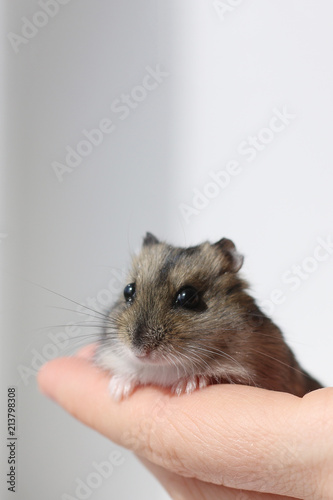 hamster look on hand