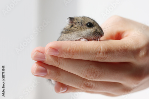 hamster in hand