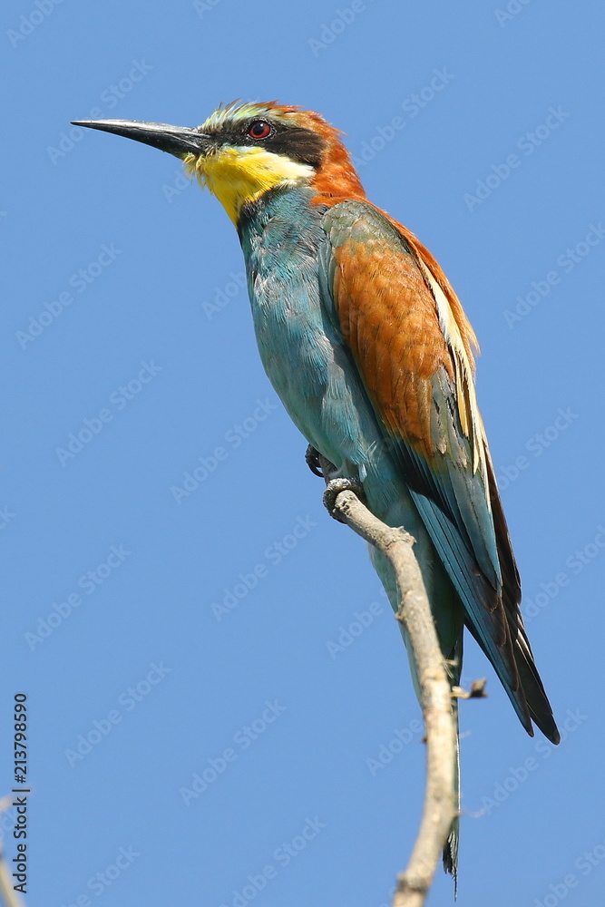 Obraz premium The European bee-eater sitting on a dry branch, natural design, is an incredibly colourful bird with an unmistakable appearance. Ukraine, 2018.