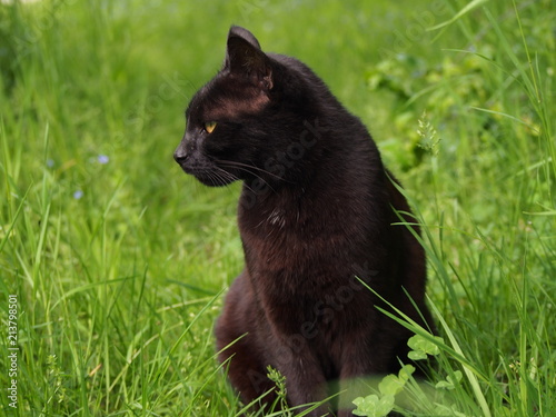 Czarno-rody kot na tle zielonej trawy
