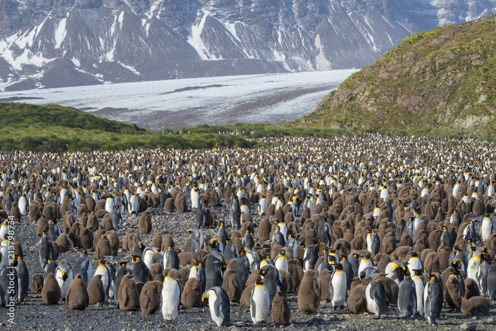 Obraz premium King Penguin Colony, Salisbury Plain, South Georgia Island, Antarctic