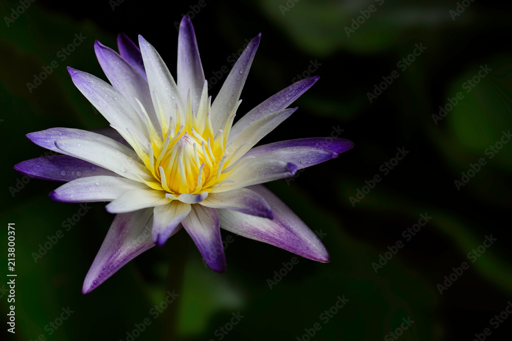 Water lily flower blooming with green leaf in the pond in dim light