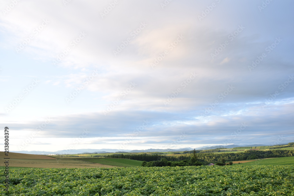Fototapeta premium A cloudy sky and field of Furano