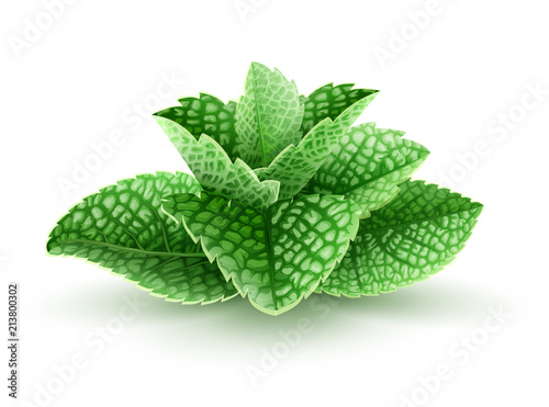 Fresh green mint leaves. Main natural organic ingredient