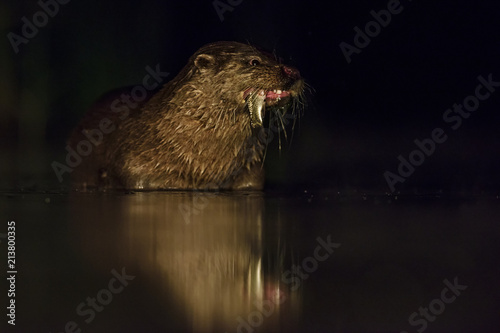 Eurasian River Otter - Lutra lutra, freswater nocturnal carnivores from European rivers. photo