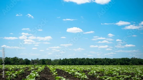 blue sky and summer green field landscape 