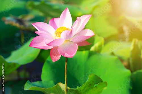 Beautiful pink lotus flower in blooming