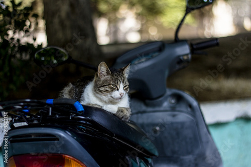 Сat on scooter