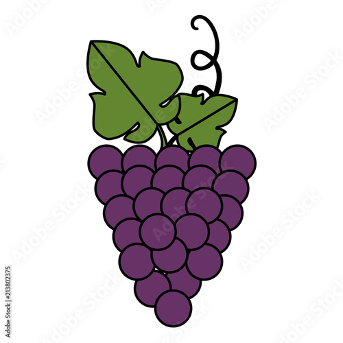 grapes cluster isolated icon