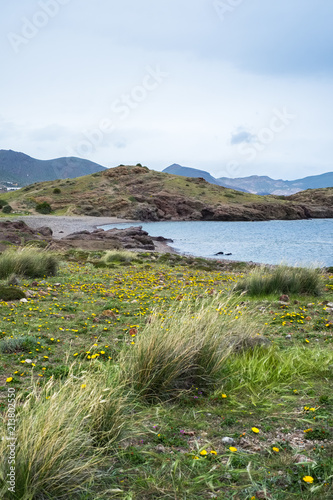 View of beach with plants in the foreground and rocks in the background