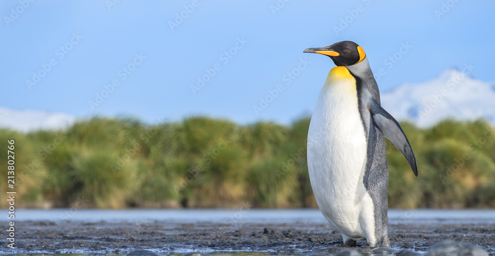 Naklejka premium King Penguin, Salisbury Plain, South Georgia Island, Antarctic