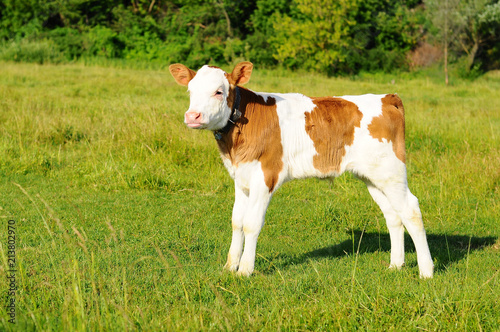 spotted calf photo