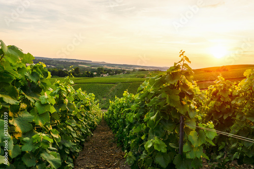 Fotografi Row vine grape in champagne vineyards at sunset background, Reims, France